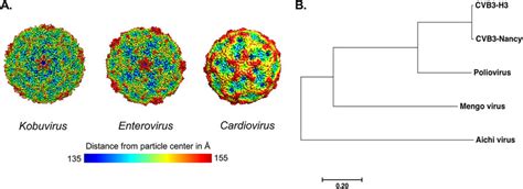 Panel of picornaviruses used in this study. (A) Structural models of... | Download Scientific ...