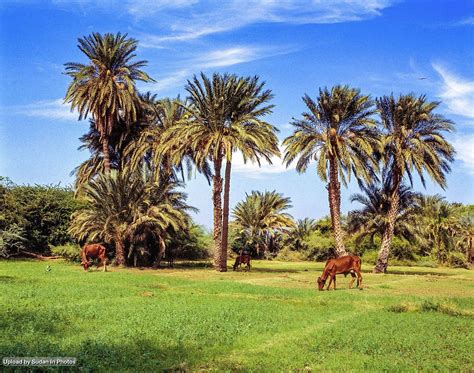 Kabushiya, River Nile State كبوشية، ولاية نهر النيل #السودان (By Serge ...