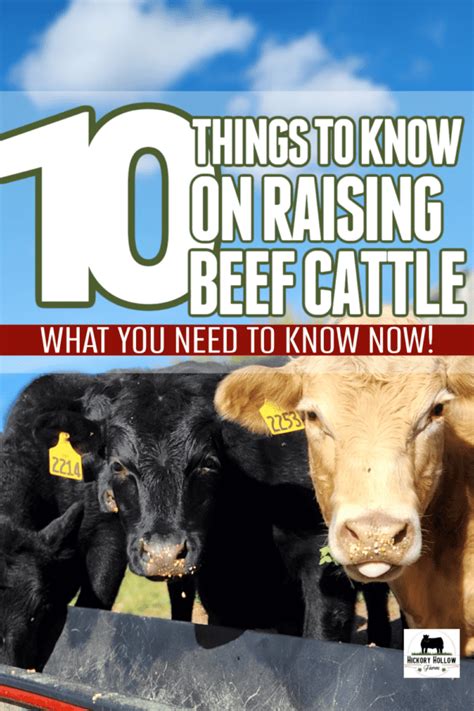 Raising Beef Cattle for Beginners: 10 Things to Know - Hickory Hollow ...