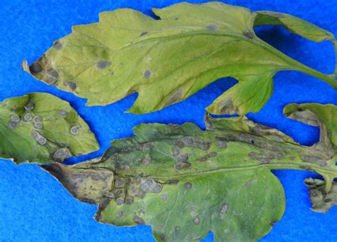 Septoria leaf spot on tomatoes | Vegetable Pathology – Long Island ...