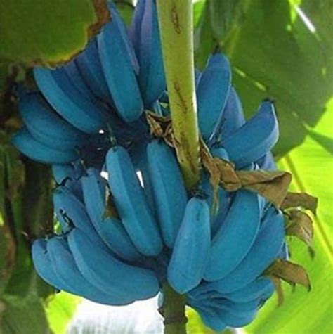 Blue Java Banana Tree Ice Cream Banana Plant Starter Fruit Tree Live Plant Blue Banana Tree ...