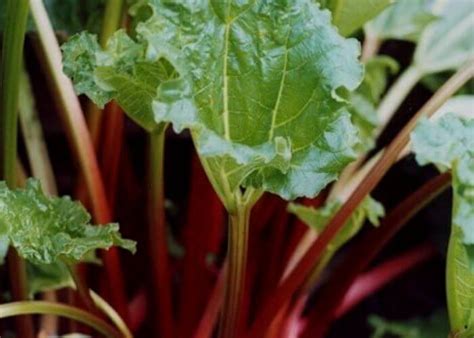 14 Absolute Best Rhubarb Varieties To Grow In Your Garden - Gardening Chores