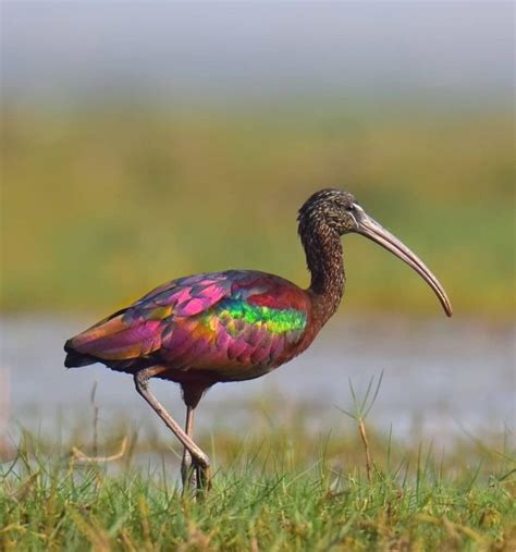 the Glossy Ibis in North America lives primarily along the Atlantic Coast, it also can be found ...