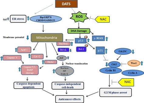 Mechanisms of DATS-induced cell cycle arrest and apoptosis in skin ...