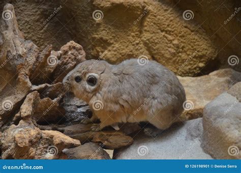 Common Gundi Ctenodactylus Gundi Stock Image - Image of habitat ...