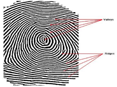 Ridges and Valleys of a fingerprint image | Download Scientific Diagram