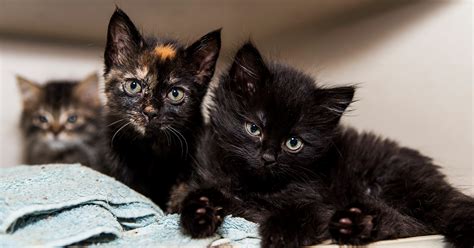 Kitten Cats For Adoption Near Me - Anna Blog