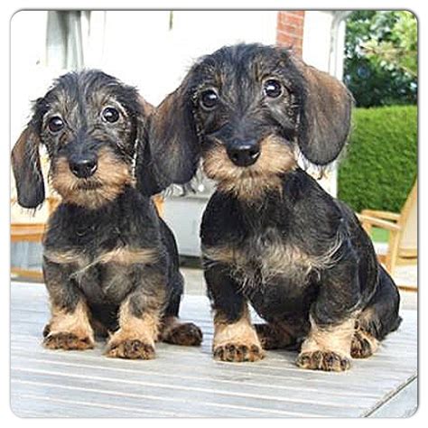 73+ Wire Haired Dachshund Puppies Oregon Photo - Bleumoonproductions