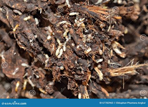 Colony of termites stock image. Image of sharp, colony - 67782965