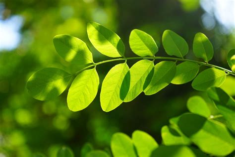 Free Images : nature, grass, branch, sunlight, flower, botany ...