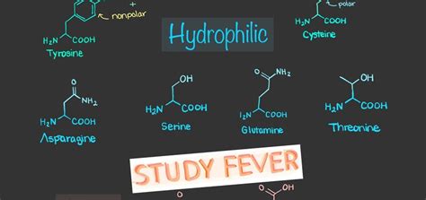 MCAT Study Sheet Amino Acids - Etsy