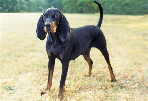 About Dog Black and Tan Coonhound: Training Your Black and Tan ...