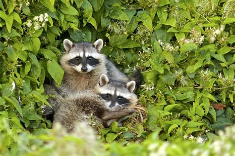 How to Keep Animals Out of Compost Bins - Food Gardening Network