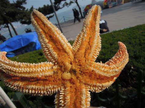 A Field Guide to Chinese Street Food: Starfish