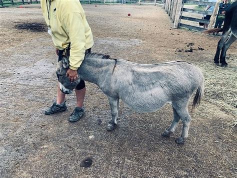 Donkey Sanctuary of Canada (Guelph) - 2019 All You Need to Know BEFORE You Go (with Photos ...