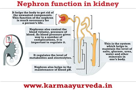 How the kidney functions