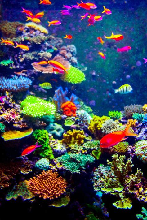 Singapore aquarium stock photo. Image of ocean, israel - 54087570