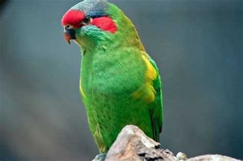 Musk Lorikeet: Facts, Diet & Care (with Pictures) | Pet Keen