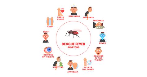 Dengue Fever: Symptoms, Causes, Prevention and Treatments