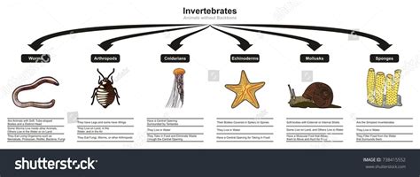 Invertebrates Animals Classification and Characteristics infographic diagram showing all types ...