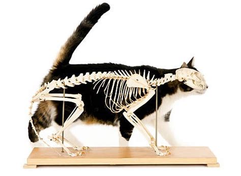 How Many Bones Does a Cat Have? - Cat Skeleton