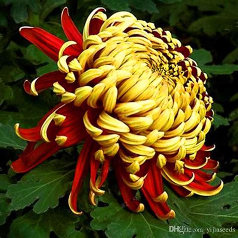 2019 Chinese Mum Seeds Rare Perennial Flower Seeds Indoor Bonsai Plants Chrysanthemum Plant For ...