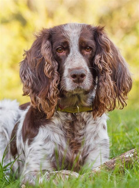 Russian Dog Breeds - The Amazing Pups That Came From Russia