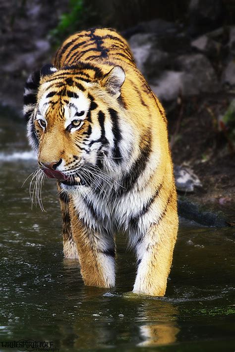 .:Water Tiger II:. by WhiteSpiritWolf on DeviantArt