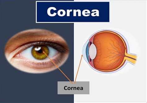 What Is Cornea Of Eye Function Definition Anatomy Lay - vrogue.co