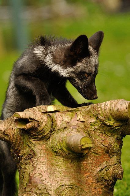 DSC_0098 | Fox pups, Wild dogs, Animals wild