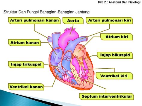 2 struktur dan fungsi bahagian-bahagian jantung