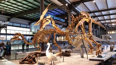 Museum of Natural Sciences (Brussels) - 2020 What to Know Before You Go (with Photos) - Tripadvisor