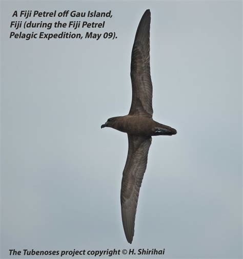 Critically Endangered Fiji Petrel found and photographed at sea - BirdGuides