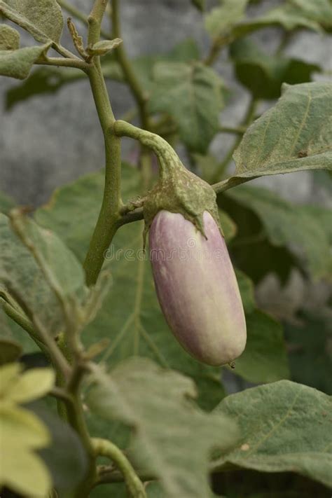 A Closeup Photograph Of A Brinjal Plant At Bloom Time Stock Image ...