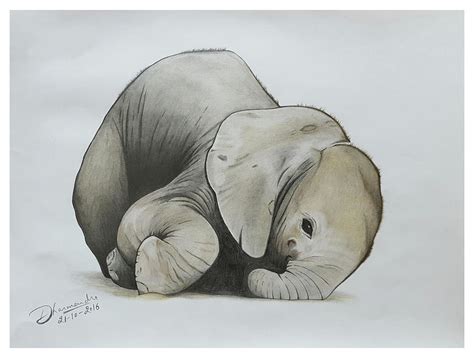 Baby Elephant Realistic Color Pencil Sketch Drawing by Sketches In - Pixels