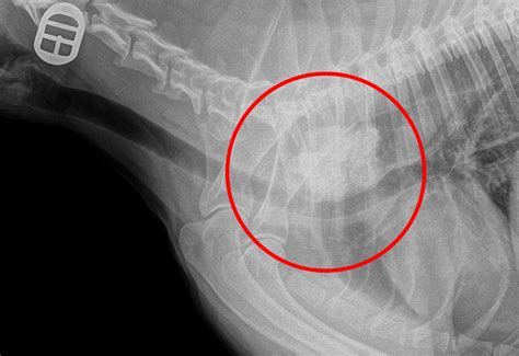 How Much Does It Cost To Xray A Dogs Stomach