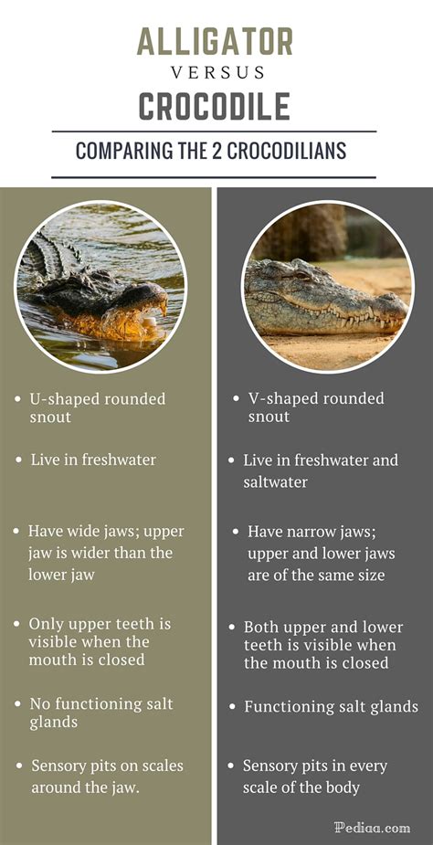 Difference Between Alligator and Crocodile