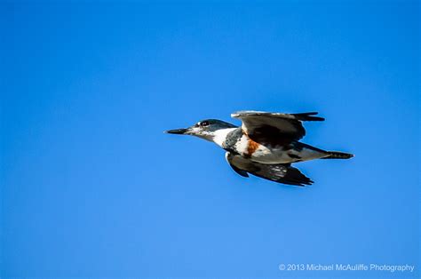 Belted Kingfisher In Flight - Michael McAuliffe Photography