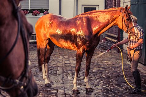 Best Horse Shampoo & Conditioner: How to Choose - Equineigh