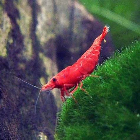 Top Cherry Shrimp Tank Mates - Fishkeepr