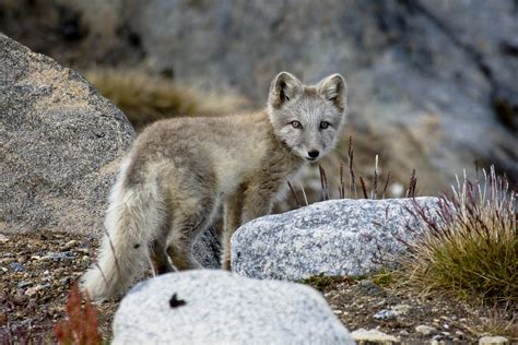 The Arctic Fox - Greenland Travel EN