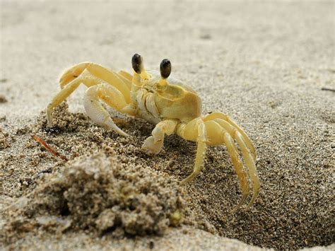 Ghost Crabs: Characteristics, anatomy and habitat