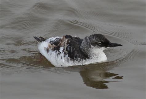 Pigeon Guillemot | Audubon Field Guide