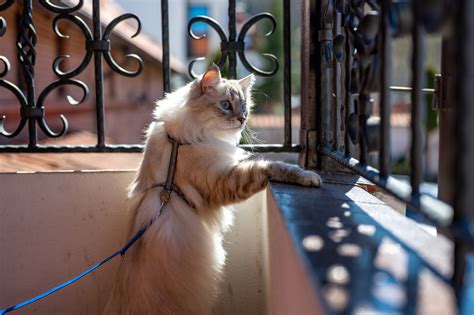 How to Harness Train A Cat In 7 Easy Steps - Tractive