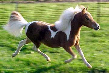 How To Care For Your Mini Horse | Miniature horse, Mini horse, Horses