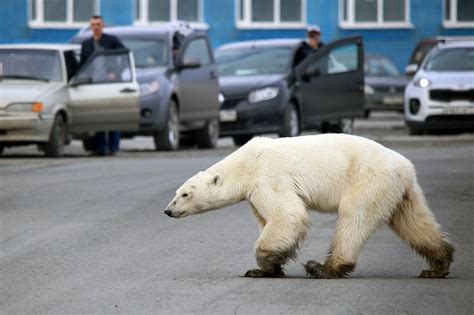 Why the Polar Bear Is an Indisputable Image of Climate Change | The New ...