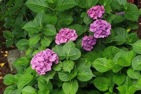 Sow and Grow Big Leaf Hydrangea – Crazy for Gardening