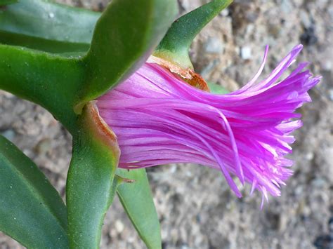 Photographs of Carpobrotus Edulis, UK Wildflowers; Pink flower