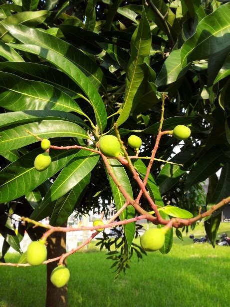 Baby Mango On The Tree 3 Free Stock Photo - Public Domain Pictures