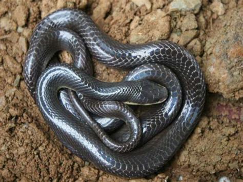 Greater black krait - Alchetron, The Free Social Encyclopedia